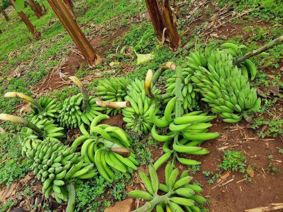 matooke from a garden